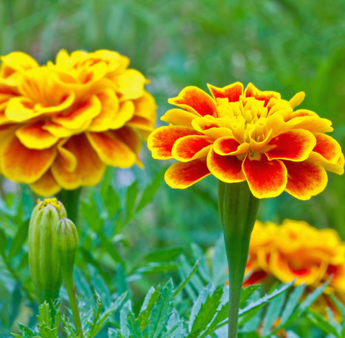 Crăiţe (Tagetes Erebta et Patula) - plante medicinale, beneficii și ...