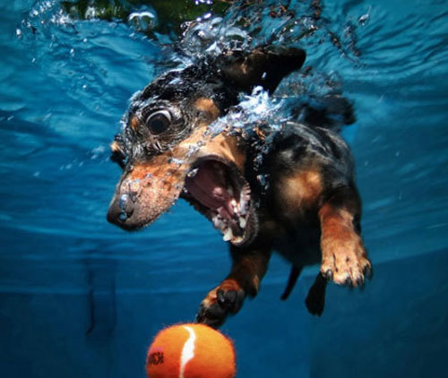 Cei mai adorabili căţei din lume [GALERIE FOTO]