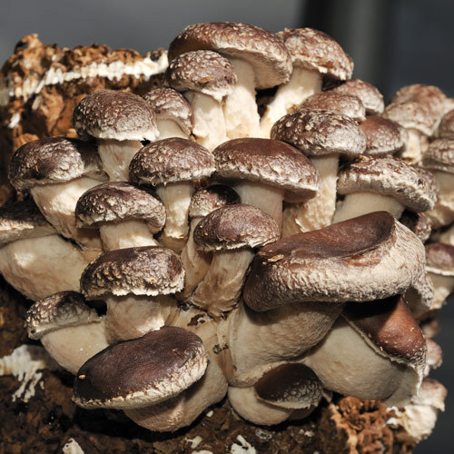 Shiitake (Lentinula edodes) CSID Ce se întâmplă Doctore?