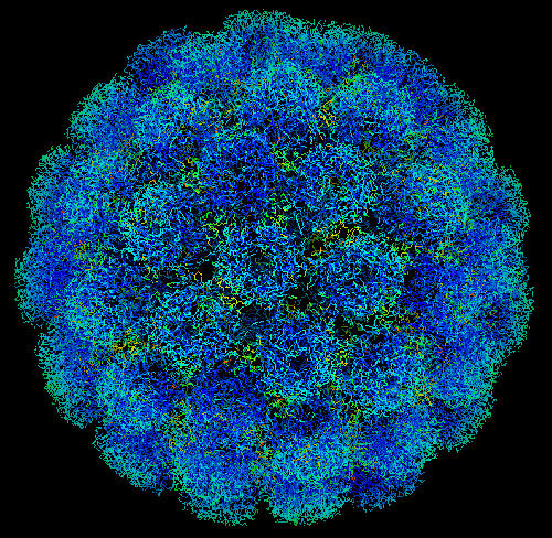 virusul papilomavirus uman cu risc ridicat)