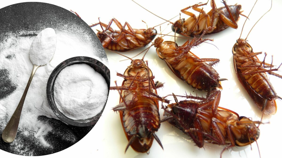 gandaci de bucatarie bicarbonatul de sodiu utilizari