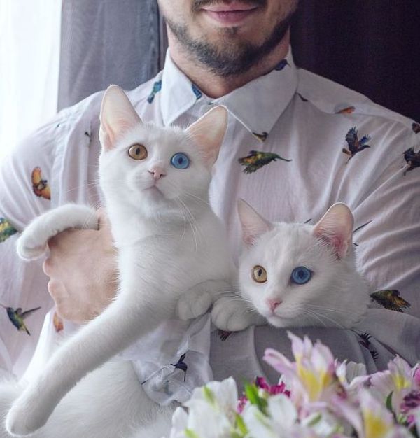 Ce legătură există între bolile psihice şi animalele de companie?