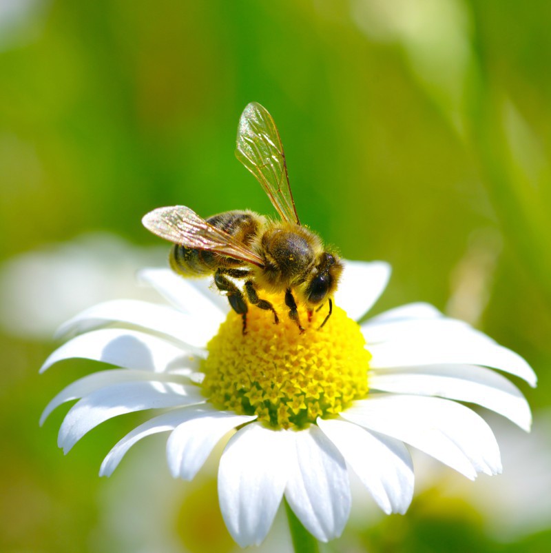 cum să tratezi durerile articulare cu albinele