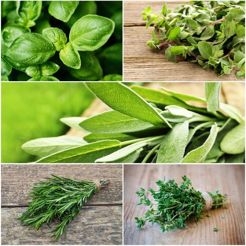 (P) Ce beneficii au pentru sănătate rozmarinul, oregano, cimbrişorul ...