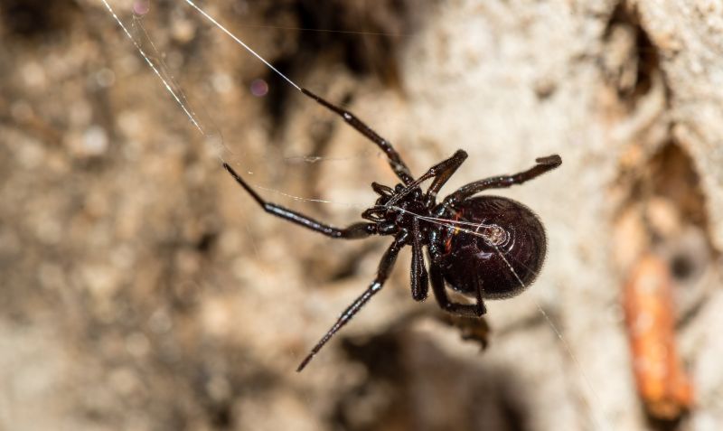 Mușcătura de păianjen: cum se manifestă și în ce constă primul ajutor