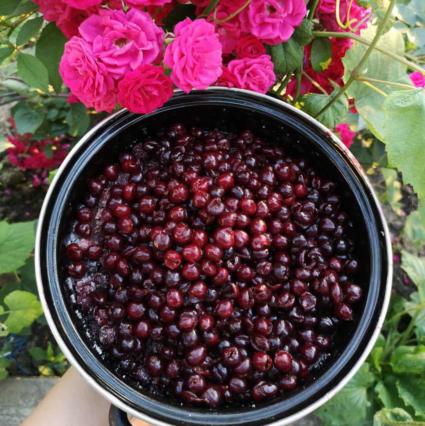 dulceata de cirese amare, foto Mădălina Drăgoi