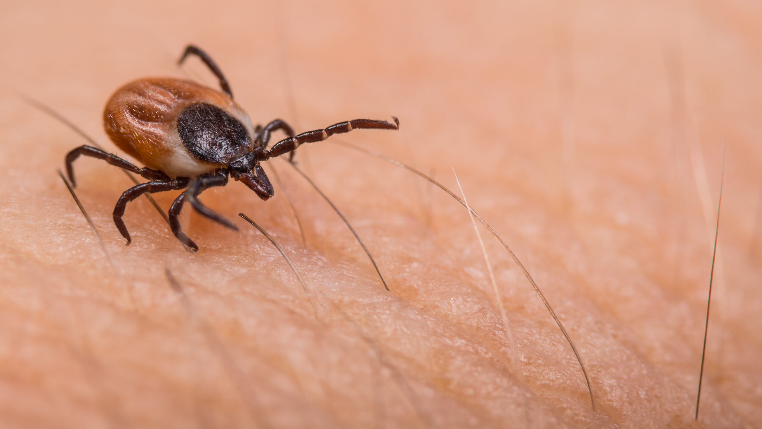 Capusele Căpușele și alergia la carnea roșie