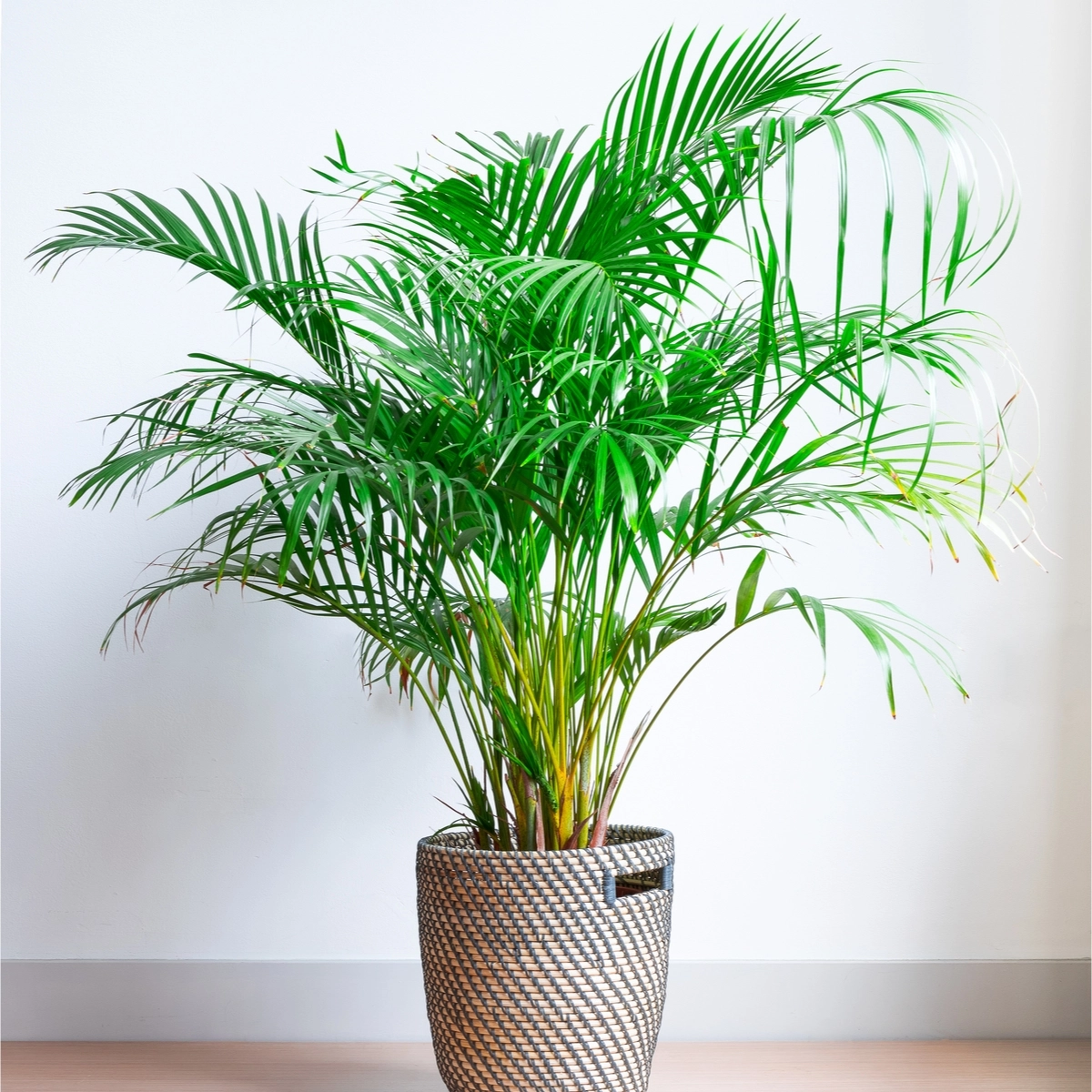 fish tank water for plants Fish Tank And Planter – OddGifts.com main image 0