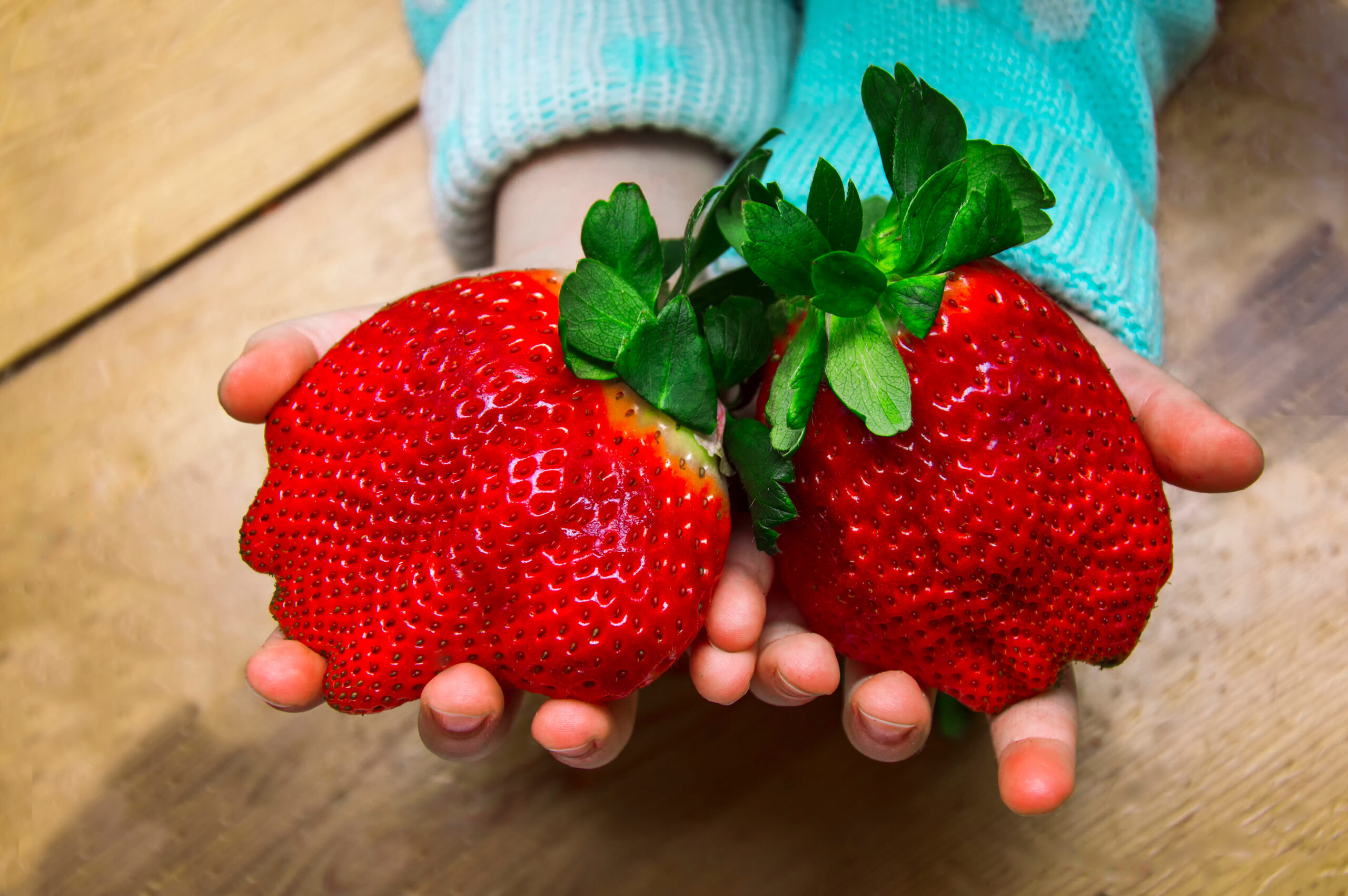 Φράουλες γίγαντες, προς αποφυγή!  Τι βλαβερή επίδραση έχουν στα νεφρά