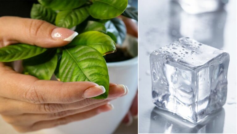 cub de gheata in ghiveci