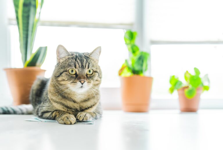 Nu trebuie să ții aceste PLANTE în casă dacă ai câini sau pisici! Una dintre ele le poate fi chiar FATALĂ