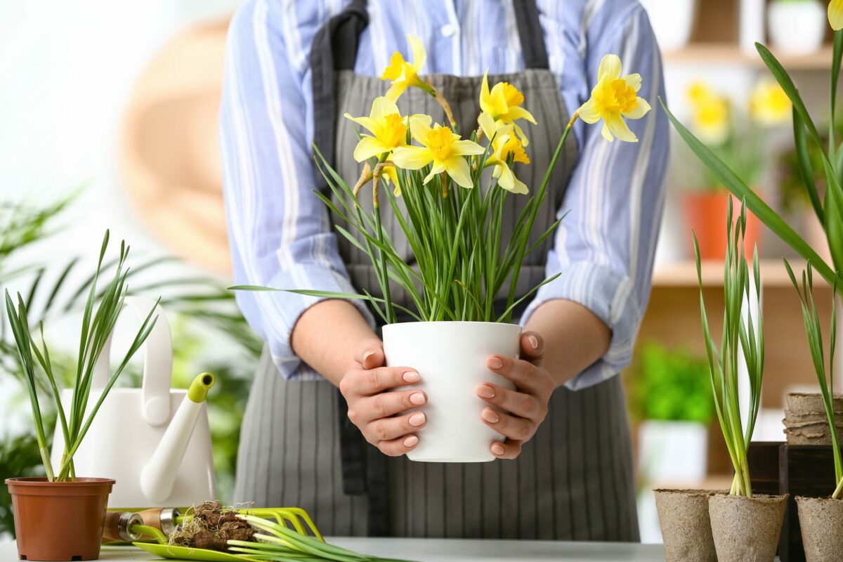 Trucuri și sfaturi pentru îngrijirea narciselor: Cum să le faci să ...