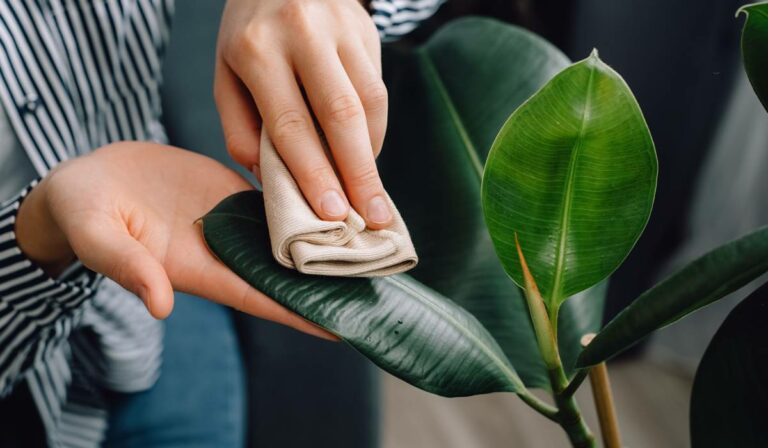 Ingredientul cu care să cureți de praf plantele din casă dacă vrei să reziste mai mult timp. Se folosește pentru dureri în gât și pielea aspră și crăpată