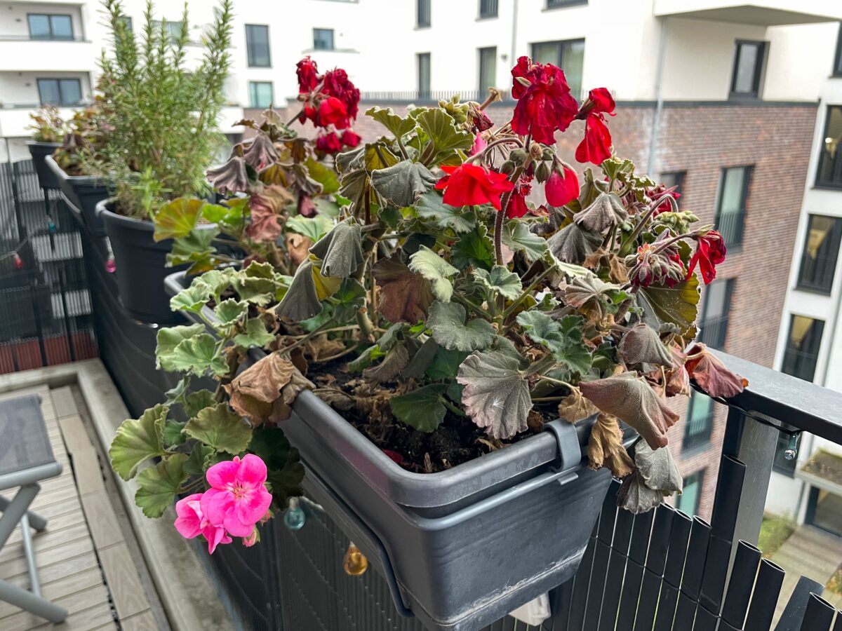 Cum să protejezi mușcatele de pe balcon de îngheț Trucuri simple care le mențin frumoase și sănătoase până la primăvară