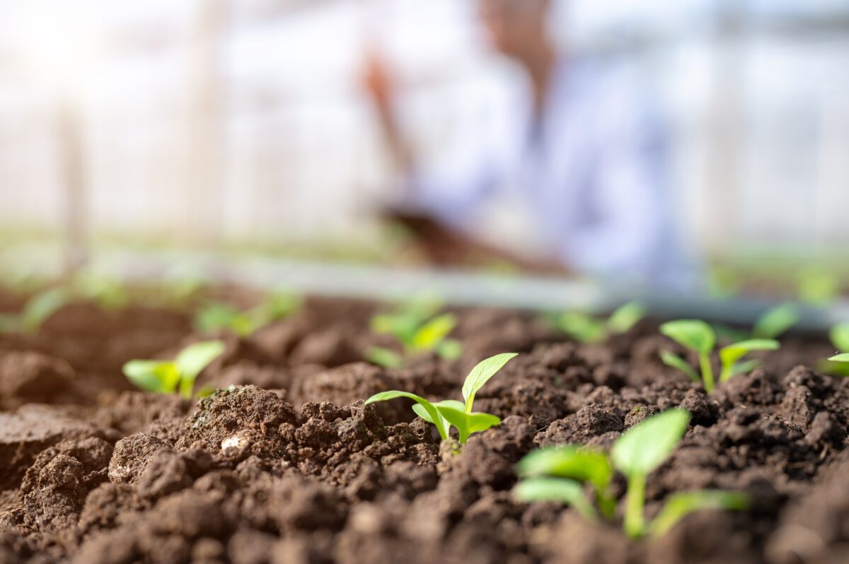 Ce plantezi în martie în grădină sau în solar ca să ai o recoltă bogată