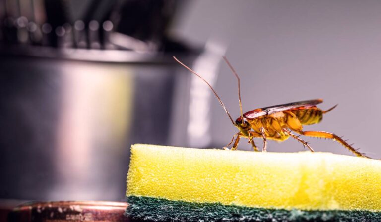Insecte care se ascund frecvent în spatele frigiderului și al electrocasnicelor din bucătărie
