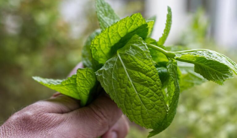 Plante aromatice ușor de crescut acasă: busuioc, mentă, rozmarin și cum le folosești corect în bucătărie