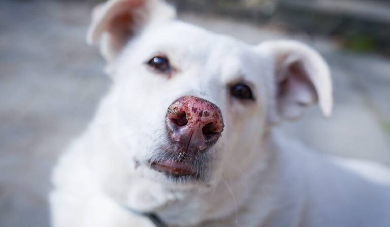 Ce se întâmplă dacă lași un animal în mașină chiar și 10 minute