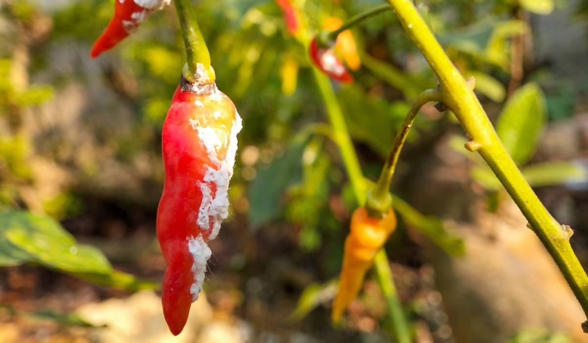 Cum scapi de păduchii lânoși ai plantelor fără substanțe chimice. 6 soluții naturale pe care le poți aplica acasă