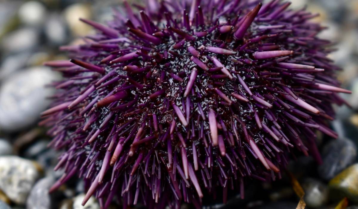 Avertisment pentru turiștii care merg în Grecia, Italia sau Spania: viețuitoare marine și bacterii din Marea Mediterană ce pot transforma vacanța într-o urgență medicală