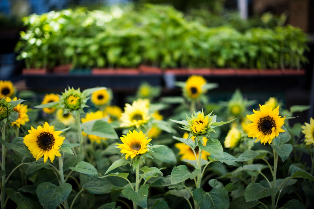 Floarea spectaculoasă pe care specialiștii recomandă să nu o plantezi lângă casă. Poate afecta dezvoltarea altor plante din grădină