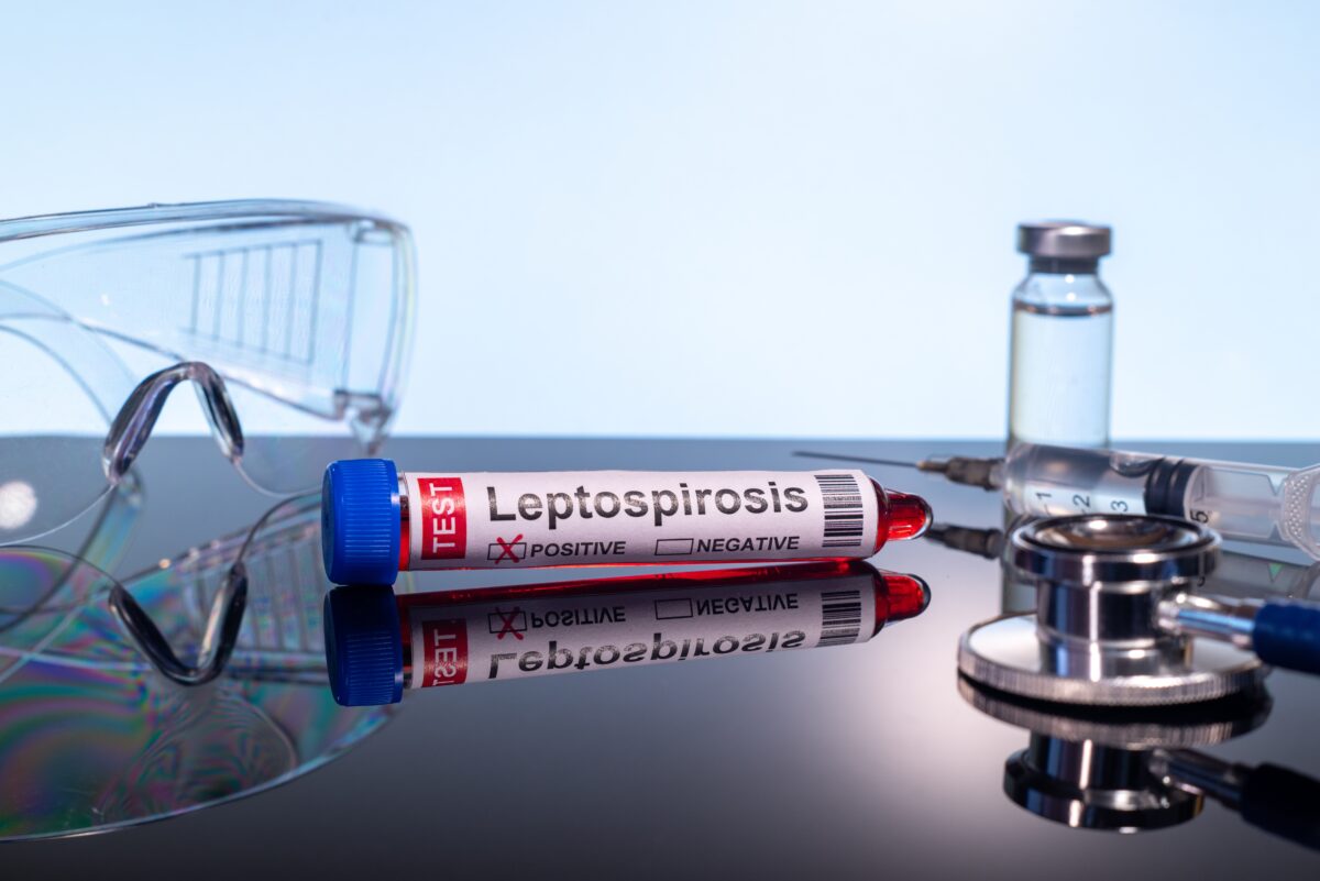 Leptospiroza: boala bacteriană care poate apărea după contactul cu apă contaminată. Cum se transmite, ce simptome are și cum poate fi prevenită