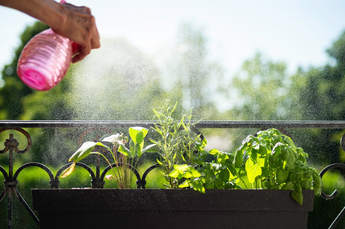 Cele 3 plante aromatice care împrospătează aerul și țin insectele la distanță. Sunt ușor de întreținut și perfecte pentru balcon sau apartament