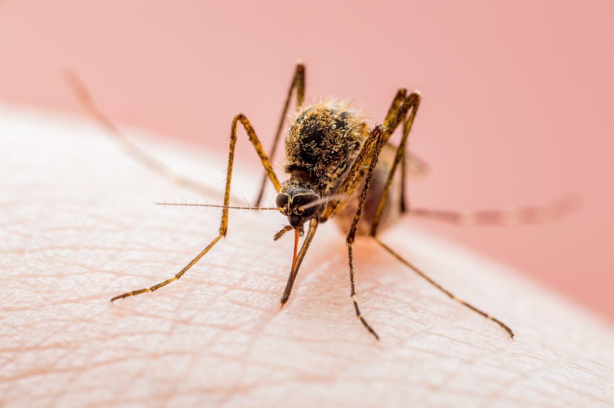 Virusul West Nile se extinde în Europa. România se numără printre țările în care au fost raportate cazuri
