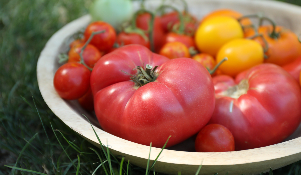 Cum ajuți roșiile să se coacă mai bine în august. Sfatul lui Monty Don pentru grădinari