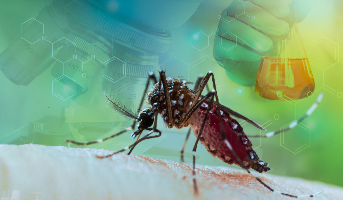 Cum scapi de țânțari fără insecticide: 5 soluții naturale pentru casa ta