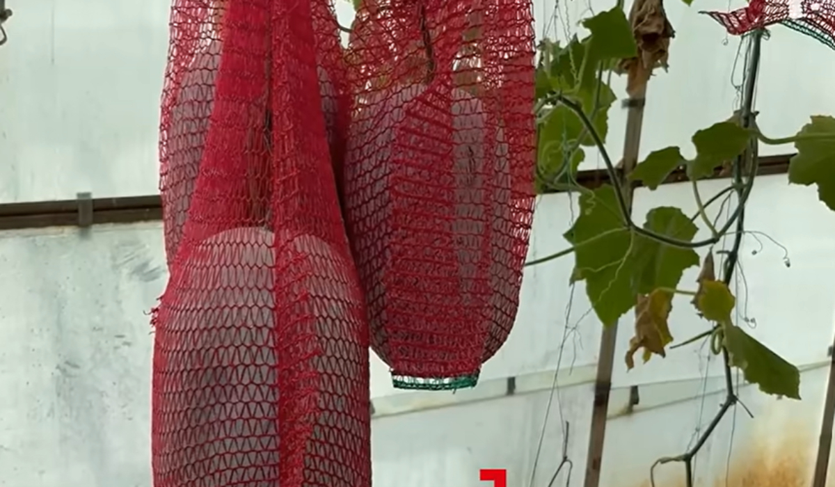 Fructul care nu se strică timp de un an. Este cultivat chiar în România, la Buzău