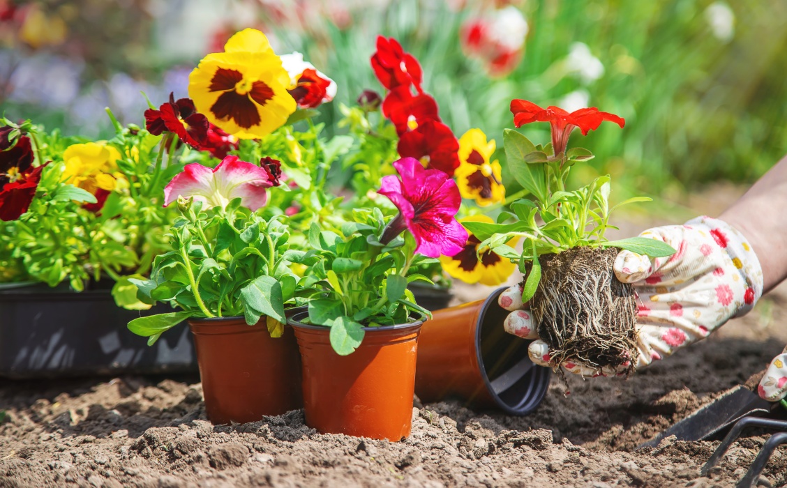 De ce ar trebui să tai florile înainte de plantare. Trucul neașteptat care ajută plantele să se prindă mai bine