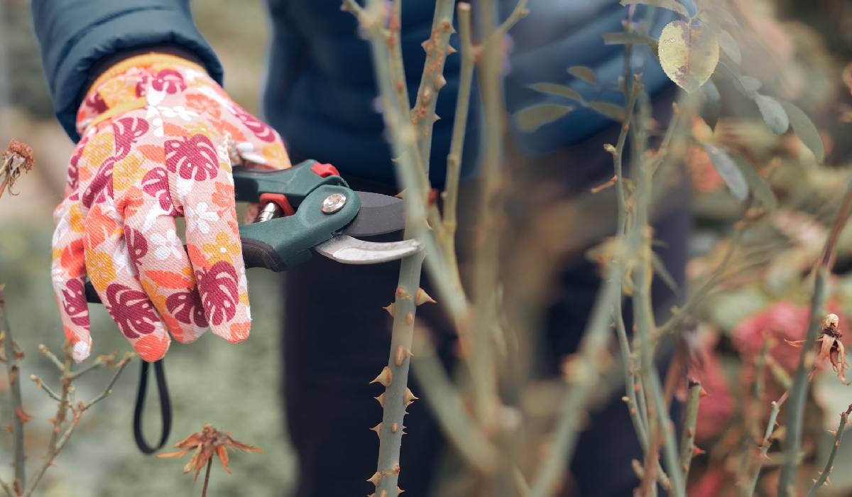 Ce faci cu florile după caniculă și cum pregătești grădina pentru toamnă. Cum salvezi plantele afectate de soare și căldură