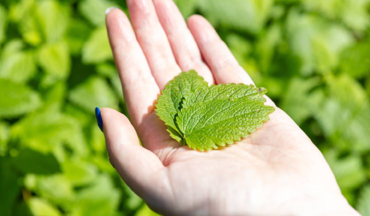 Ce plante trebuie tunse la sfârșitul verii? Ce tai acum și ce este mai bine să lași pentru toamnă
