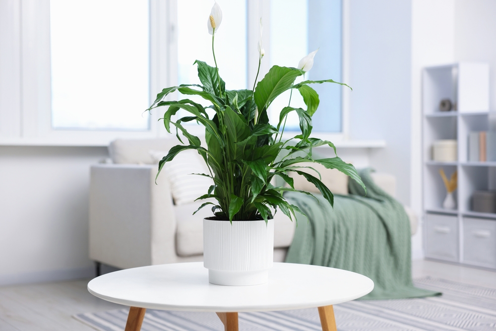 Planta pe care să o pui în dormitor în această toamnă. Poate fi de ajutor când ai prea multă umezeală în casă
