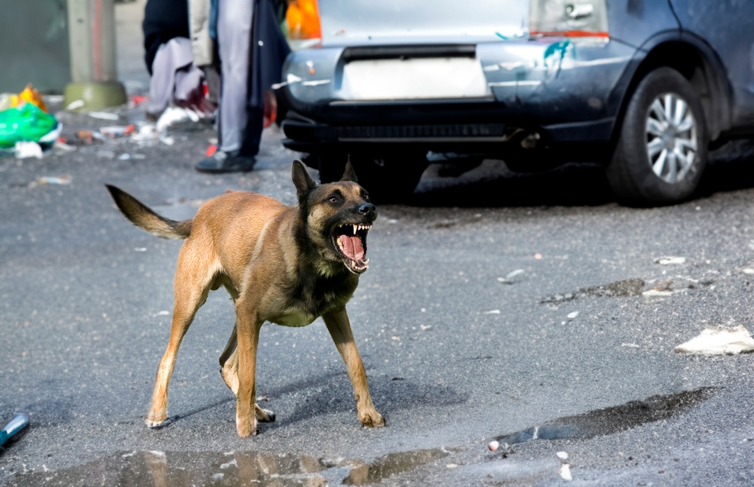 Ai fost mușcat de un câine? Medicii spun ce trebuie să faci imediat