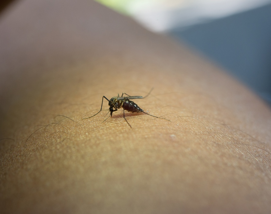 Alertă de la INSP: 58 de cazuri de West Nile în România. Bucureștiul, pe primul loc în clasamentul infectărilor